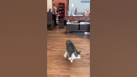 Zooming Cat Falls Through Window Screen || ViralHog