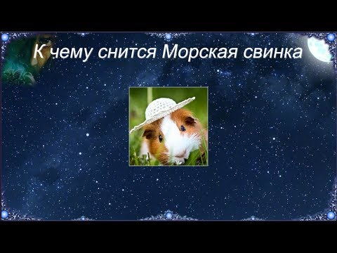 К чему снится Морская свинка (Сонник)