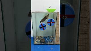 Rotating Mouse Trap Idea Using A Plastic Box // Mouse Trap 2 #Rattrap #Rat #Mousetrap #Shorts