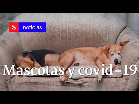 La verdad sobre los perros, los gatos y la pandemia | Semana Noticias