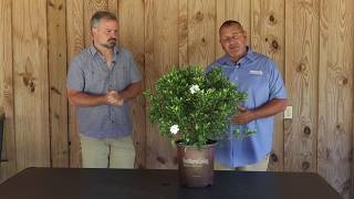 Fool Proof™ Gardenia - New Release - Southern Living Plant Collection & Sunset Plant Collection