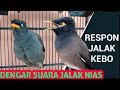 Jalak Kebo Respon Pakai Pancingan Suara Jalak Nias Gacor Mp3 - Mp4 Download
