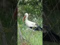 Spacer bociana białego.17.05.#nature #bird #walk #music #