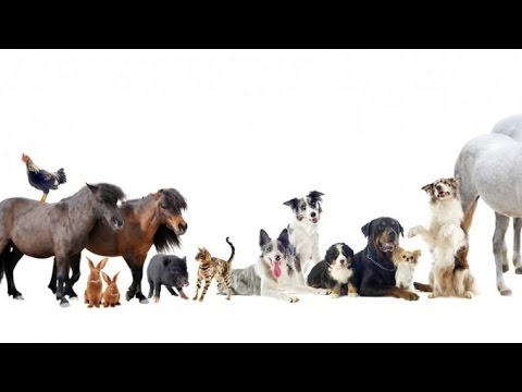 Домашние животные в Австрии - разбираем закон о защите животных (Tierschutzgesetz)
