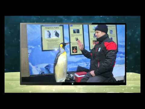 Penguin Training at Ski Dubai