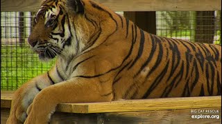Such a lovely vacation. Priya tiger at Big Cat Rescue.