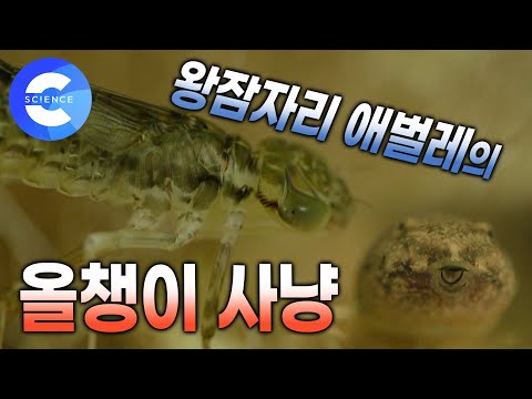 <strong>왕잠자리</strong> 애벌레 | 길앞잡이 애벌레 | 개미 사냥꾼 | 거미 | 루리하늘소 | 곤충의 세계