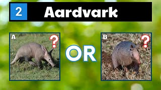 Can You Name These Animals That Start With A?  | Test Your Animal Knowledge! screenshot 4