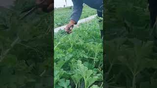 Perhatikan Baikbaik short semangka