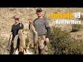 Bobcat  fox hunting episode 19