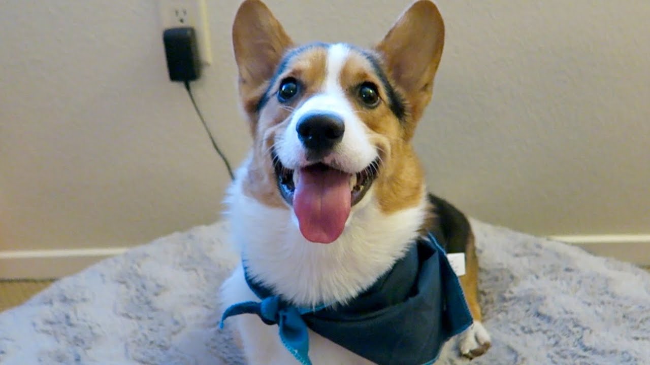 SPOILING MY CORGI DOG - Life After College: Ep. 422 - YouTube