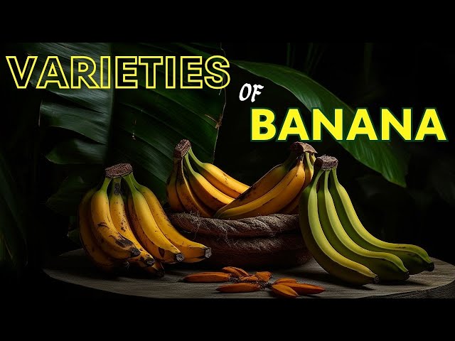 Different Varieties of Banana / Weird Bananas You've Never Heard