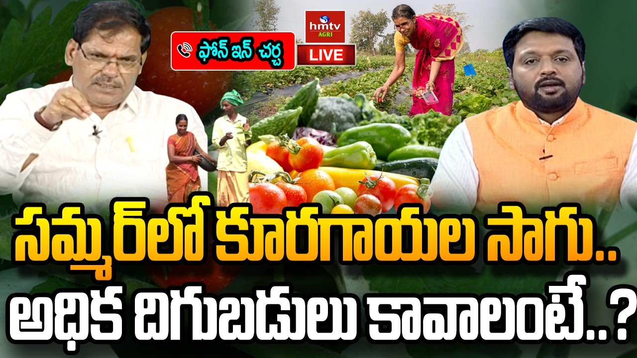 LIVE : సమ్మర్‌లో కూరగాయల సాగు..అధిక దిగుబడులు కావాలంటే..? | Summer crops | hmtv Agri