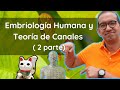 Embriología y Teoría de Canales en Medicina China (Jing Luo) : Parte 2