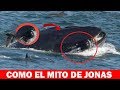 CAPTADO EN VIDEO: Una ballena se tragó a un buzo y luego lo devolvió cerca de la costa