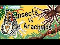 Arachnids and Insects Characteristics