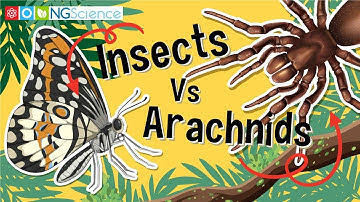 Insects Vs Arachnids