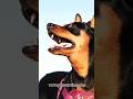 #HauntedDog #SpookyPets #YouTubeShorts #CreepyAnimals #ViralVideo #PetsCareInn #animals
