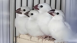 Silver Java chicks Separation | Silver Java finch breeding progress | Third clutch | @akaviary Profile