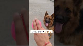 Charlie The Cricketer 🔥🔥 #germanshepherd #charlie #gsd #dog #gsdpuppy