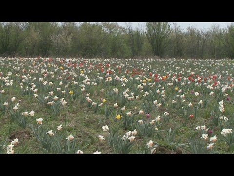 Video: Soiuri de flori sălbatice din zona 6 - Selectarea florilor sălbatice pentru plantarea în zona 6