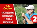 02 Cultivar Sano y Sustentable en Fincas de 1, 2, 3 y 4 Hectáreas.  Realizar lotes de 40x6 metros.