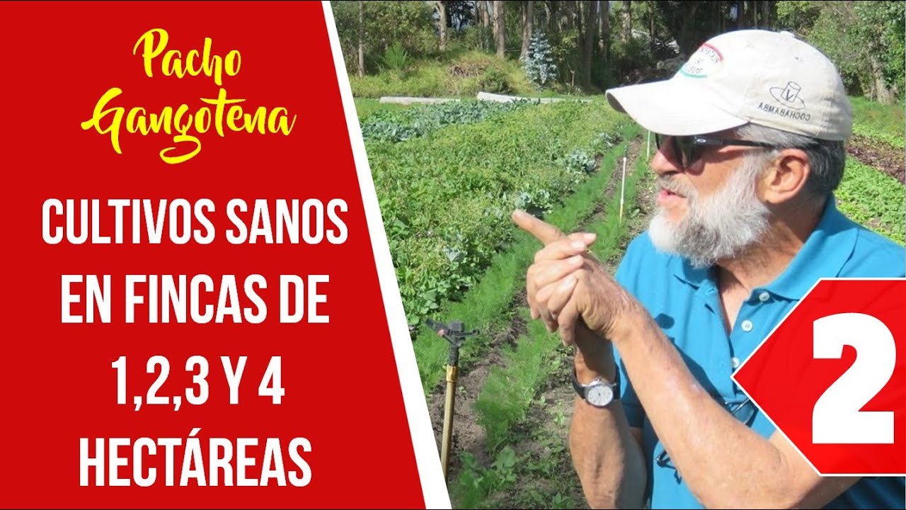 02 Cultivar Sano y Sustentable en Fincas de 1, 2, 3 y 4 Hectáreas.  Realizar lotes de 40x6 metros.