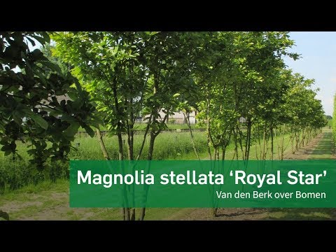 Video: Komkommerboom (17 Foto's): Dendrosicios, Bilimbi En Magnolia. Beskrywing Van Vrugte En Groeiende Bome