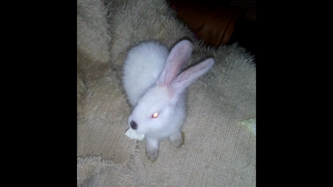 RABBIT$~CHAMBER !!! - YouTube