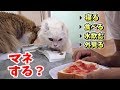 猫はどこまで人間のマネする?