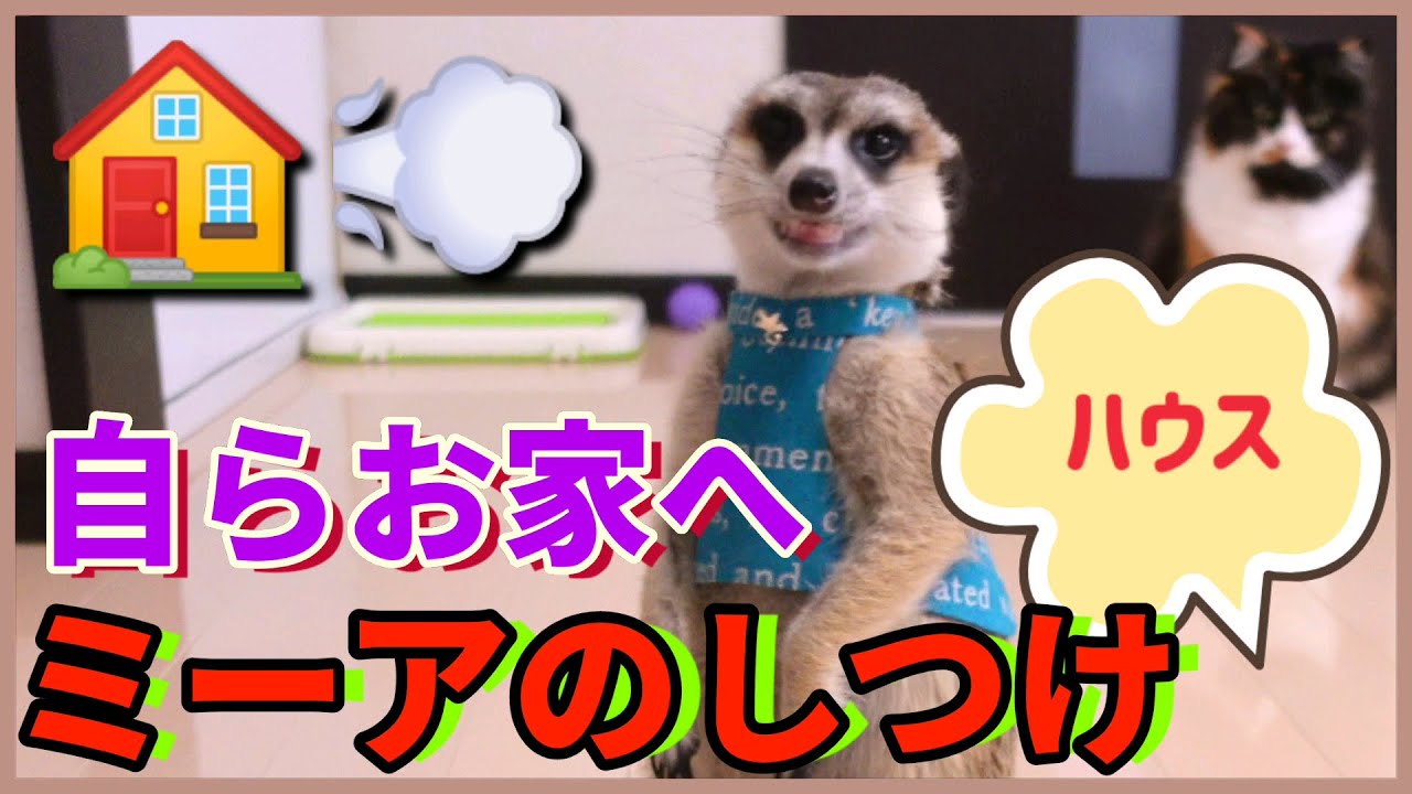 【ハウス】嫌われないためにもお家へは自ら帰る躾［ミーアキャット,メインクーン,スコティッシュフォールド］