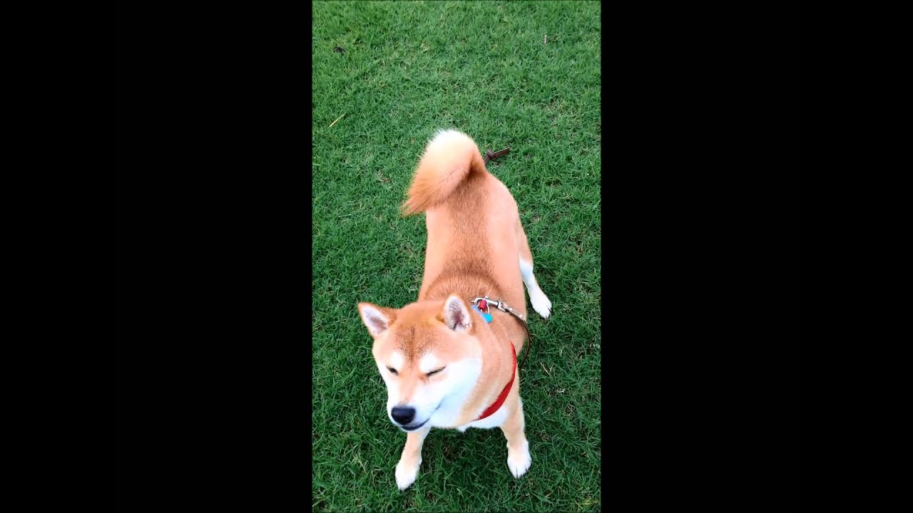 Little inu аккумулятор 34210