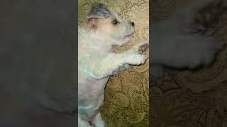 #yt#ytshorts#ytviral#dog#pets#puppy#cute#cutedog#beautiful#love#live#animal#anime#cat#cats#catvideos