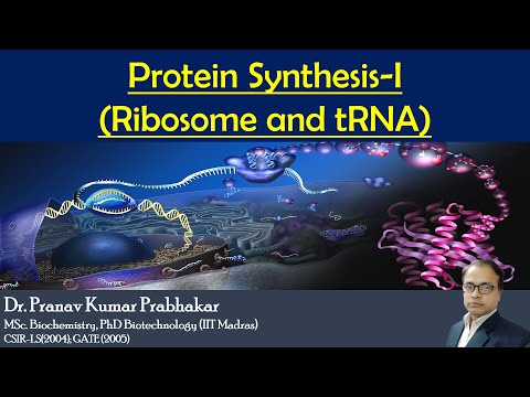 Protein Synthesis (Ribosomes and tRNA)