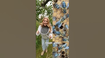 Do bees TALK to each other? | The Waggle Dance! | Maddie Moate | #shorts