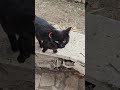 #кошки