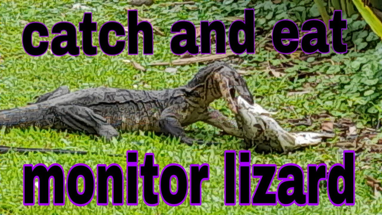 How The Monitor Lizard Eaten The Fish Crismontejotv monitorLizard how-the-monitor-lizard-eaten-the-fish-crismontejotv-monitorlizard
