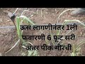 ऊस लागणीनंतर 1ली फवारणी 6 फूट सरी अंतरपीक मीरची