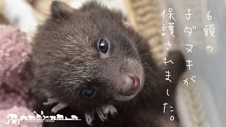 6頭の子ダヌキを保護 【成長記録】