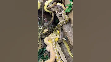 Surrounded By Giant Pythons Shorts Animals Reptile Giant Snake Python 