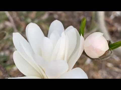 Video: Magnolia Star (stellata) (32 Bilder): 