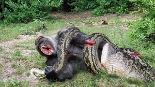 Sly Baboon Provokes Hungry Python And Regrets Straight After, But It's Too Late! by Wild Animals 269,693 views 1 year ago 12 minutes, 21 seconds