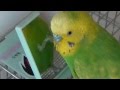 おしゃべりインコのピッピは鏡が大好き！Bird Love Mirror!