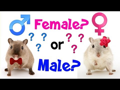 Video: How To Determine Gender In Gerbils