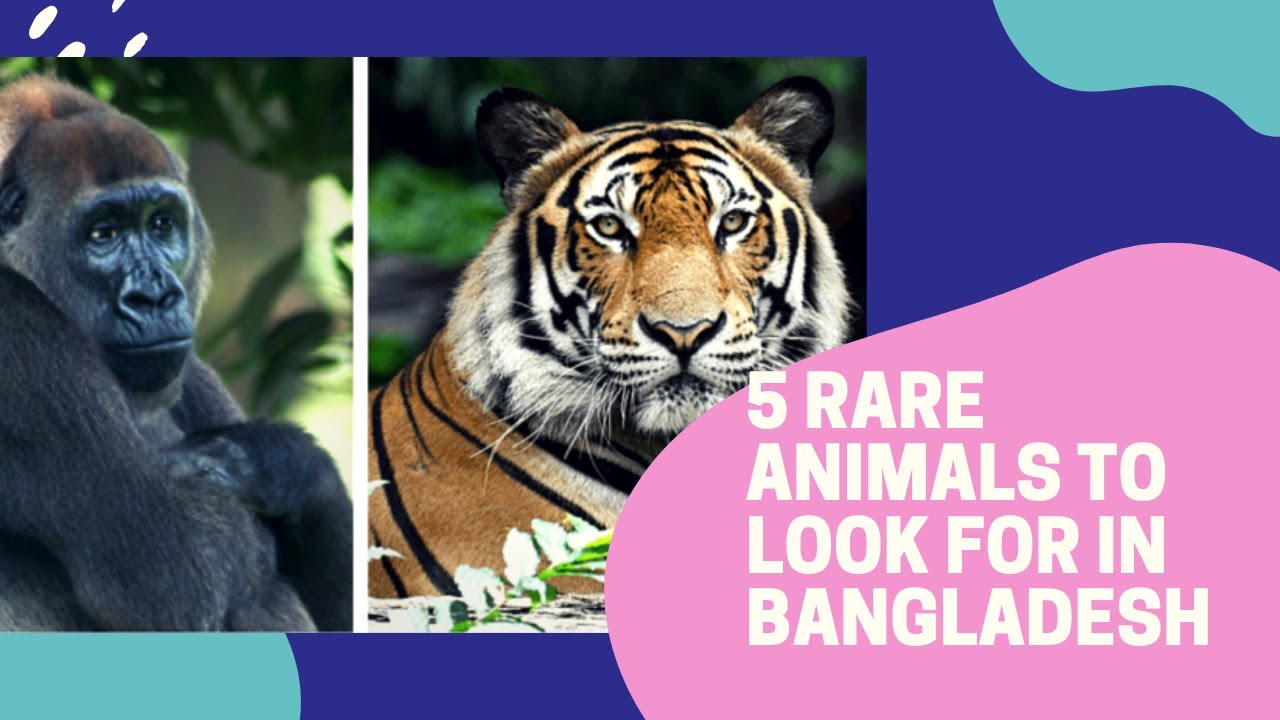 5 RARE ANIMALS TO LOOK FOR IN BANGLADESH 