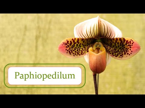 Video: ¿Qué son las orquídeas Paphiopedilum? - Cómo cultivar una planta de orquídea Paphiopedilum