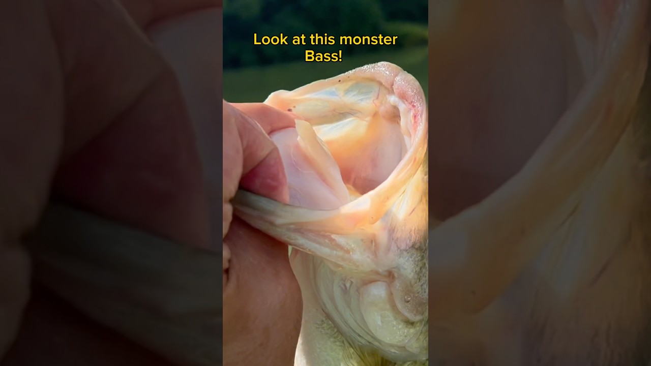 Meet BASS-ZILLA – The Ohio Lunker King! #shorts #fishing #bassfishing