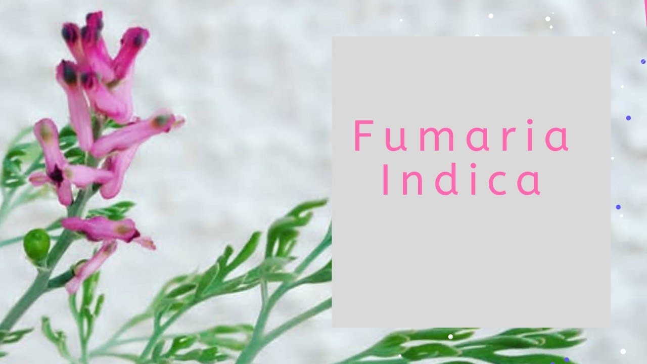 Fumaria indica