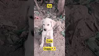 cute dog must watch see dog lover doglover youtubeshorts viralshorts cute