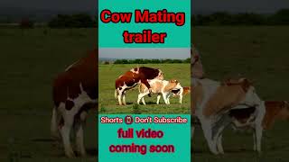 Cow Mating trailer: Shorts 📵 Don't Subscribe || Shorts